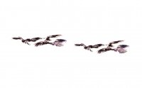 5_birdsweb.jpg